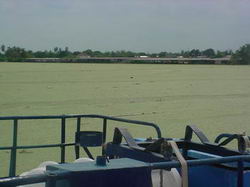 La lemna en el Lago de Maracaibo