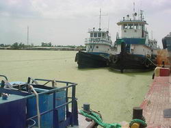 La lemna en el Lago de Maracaibo