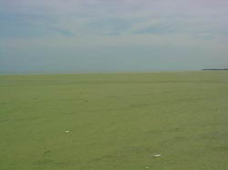 La lemna en el Lago de Maracaibo
