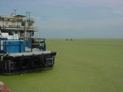 La lemna en el Lago de Maracaibo