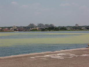 Lemna sp, lenteja verde, pescadores, Pdvsa, Defensor�a del Pueblo del Zulia, Ministerio del Ambiente, alcald�as, gobernaci�n del Zulia, lago coquivacoa, Maracaibo, puerto de aguas profundas, pesca artesenal, camarones, cangrejos, lisas, especies en peligro, turismo, republica del Zulia
