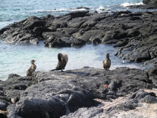 Fauna de Isla Fernandina Fauna de Isla Fernandina