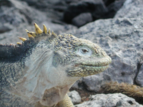 Iguana marina de la isla Iguana marina de la isla
