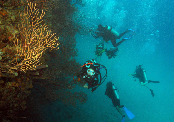 Isla Marchena (Islas Galápagos) – Venelogía