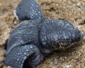 Da de la Tierra: Adopta una tortuga marina en Venezuela