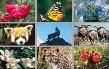 Biodiversidad animal Biodiversidad animal