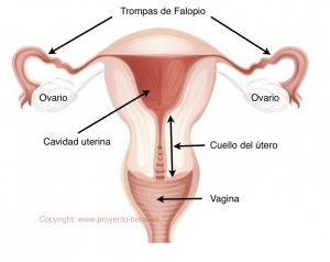 La uretritis es una inflamación del cuello uterino La uretritis es una inflamación del cuello uterino