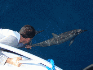 Se pueden observar Delfines en las aguas del Parque Nacional Mochima