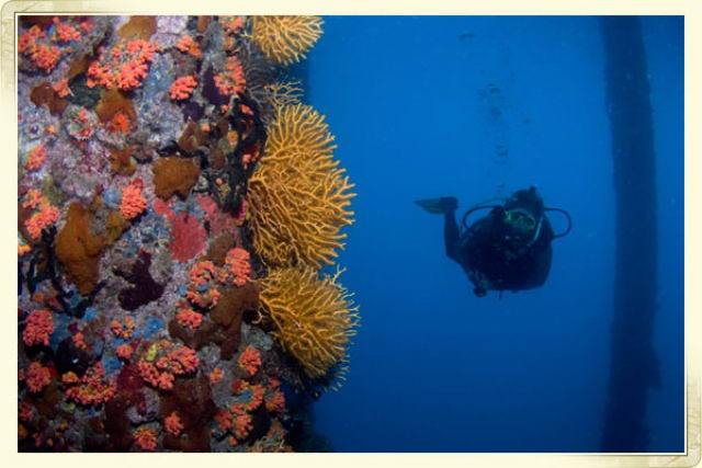 Buceo en San Vicente y las Granadinas. Buceo en San Vicente y las Granadinas.