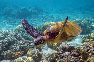 El caparazn rgido de las tortugas marinas es un rasgo que les otorga proteccin frente a depredadores y variaciones de temperatura, y se ha preservado esta especie durante millones de aos.