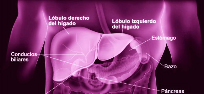La hepatitis B es una enfermedad inflamatoria y necrótica provocada por el virus VHB La hepatitis B es una enfermedad inflamatoria y necrótica provocada por el virus VHB