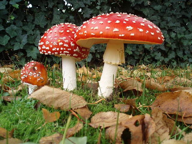 Hongos