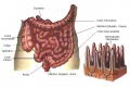 Infecciones intestinales (Salmonela, Shiguella, Campylobacter)