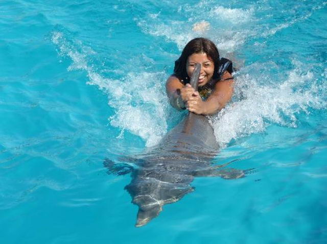 Nado con delfines y leones marinos en la Isla de Margarita.
