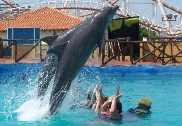 Nado con delfines en la Isla de Margarita