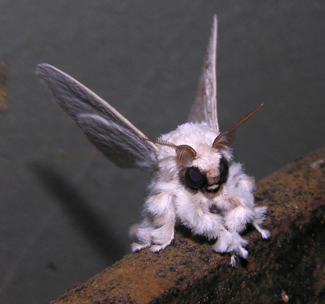 Polilla Poodle Polilla Poodle