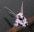 La Polilla Poodle: Especie endmica de Venezuela