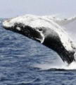 Encuentran mayor concentracin de ballenas jorobadas en Antrtida
