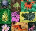 22 de mayo: Da Internacional de la biodiversidad