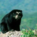 Oso frontino: El guardin de los andes en peligro de extincin
