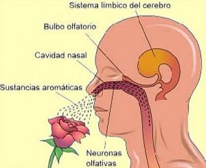 Anosmia: Pérdida del sentido del olfato total o parcialmente. Anosmia: Pérdida del sentido del olfato total o parcialmente.