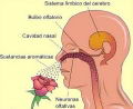 Anosmia: Prdida total o parcial del olfato