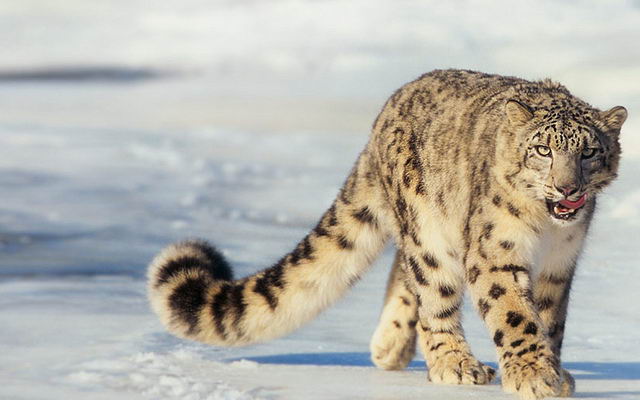 Leopardo de nieve en Mongolia.
