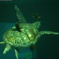 Tortuga Verde (Chelonia mydas) la tortuga marina ms abundante del Caribe