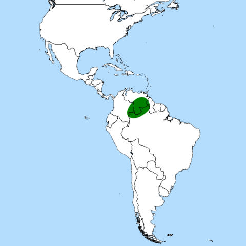 Localización de la Heliamphora en América del Sur Localización de la Heliamphora en América del Sur