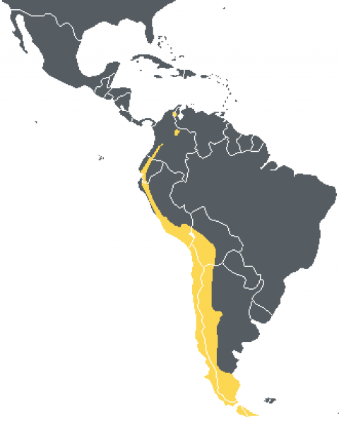 Localizacin del cndor andino en merica del Sur.