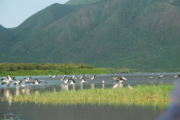 Laguna de Unare: Un paraíso para observadores de aves. Laguna de Unare: Un paraíso para observadores de aves.