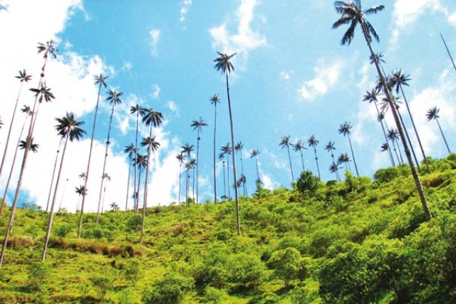 Bosque de palmas de cera