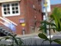 Ciudad alemana se despierta llena de cannabis