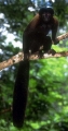 Capuchino del Orinoco (Chiropotes israelita)