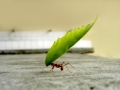 Constancia: El secreto del xito
