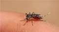 Alerta nacional por alza en casos de dengue y malaria