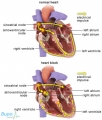 Bloqueo cardaco [C. cardiovasculares]