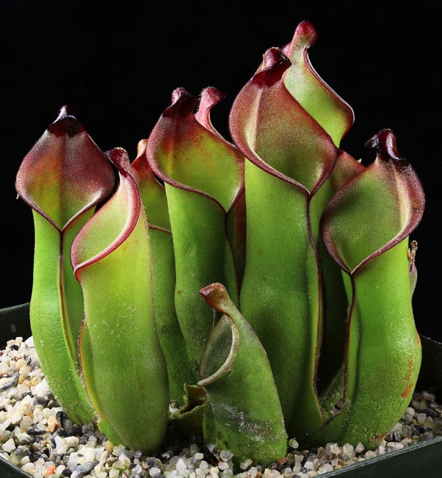 Heliamphora heterodoxa Heliamphora heterodoxa