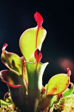 Heliamphora chimantensis Heliamphora chimantensis