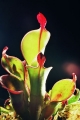 La Heliamphora: Planta carnvora endmica de Venezuela