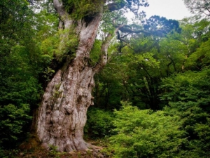 Se estima que el Jomon-sugi, tenga dos mil anos de antigedad.