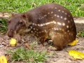 Lapa, un animal en peligro de extincin