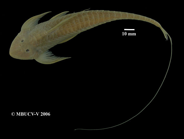 Vista dorsal del Lamontichthys maracaibero/ Imagen: Museo de biologa de la UCV.