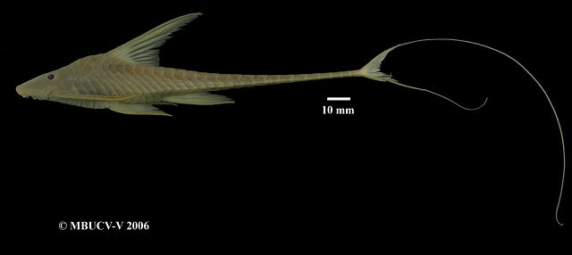 Vista lateral del Lamontichthys maracaibero/ Imagen: Museo de biologa de la UCV.