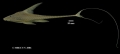 Lamontichthys maracaibero: Especie autctona del Lago de Maracaibo