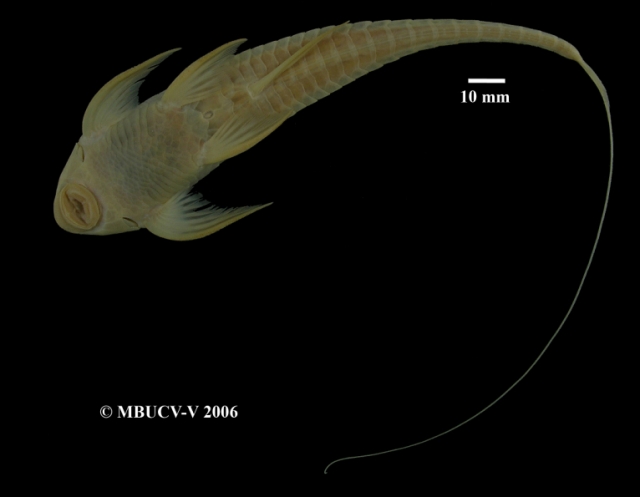 Vista ventral del Lamontichthys maracaibero/ Imagen: Museo de biologa de la UCV.