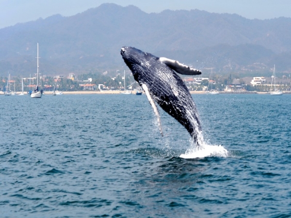 Nayarit te da la bienvenida con un show 100% natural con sus Ballenas