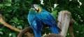 Reserva de Fauna Silvestre Gran Morichal (Monagas y Delta Amacuro)