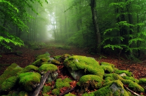 El contraste de tonos verdes, le da un toque de fantasa.