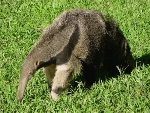Animales en el Hato
